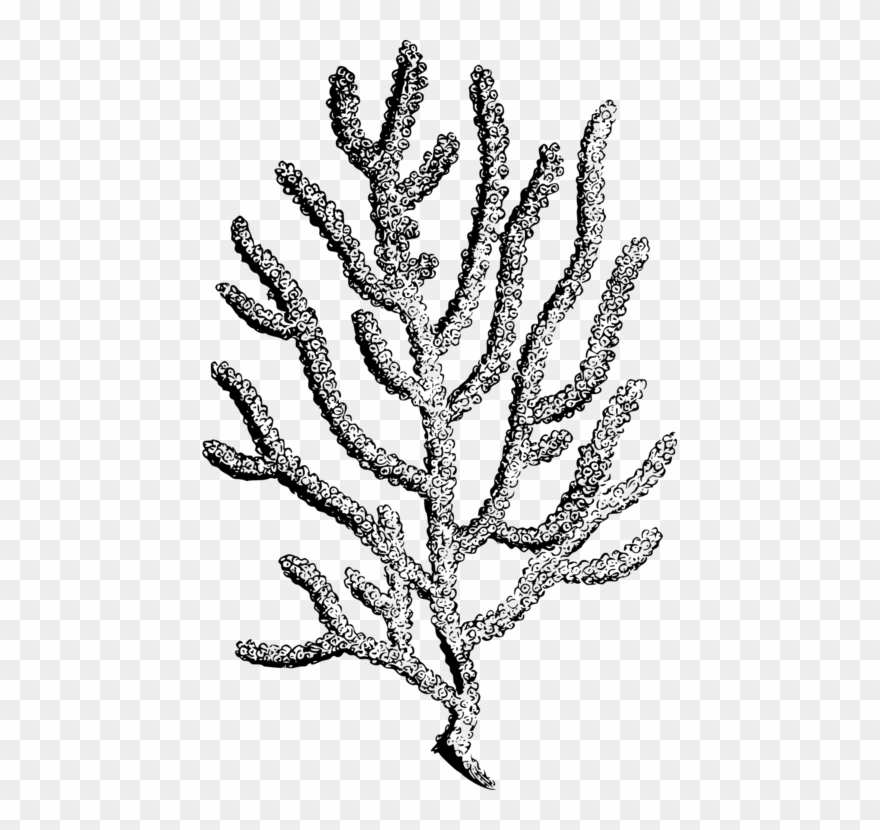 880x830 coral reef botanical illustration botany alcyonacea - Coral Drawing