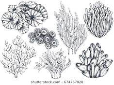 235x176 how to draw a coral reef madrepore coral clipart etc crafts - Coral Drawing