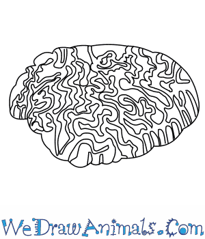 300x350 How To Draw A Brain Coral - Coral Drawing