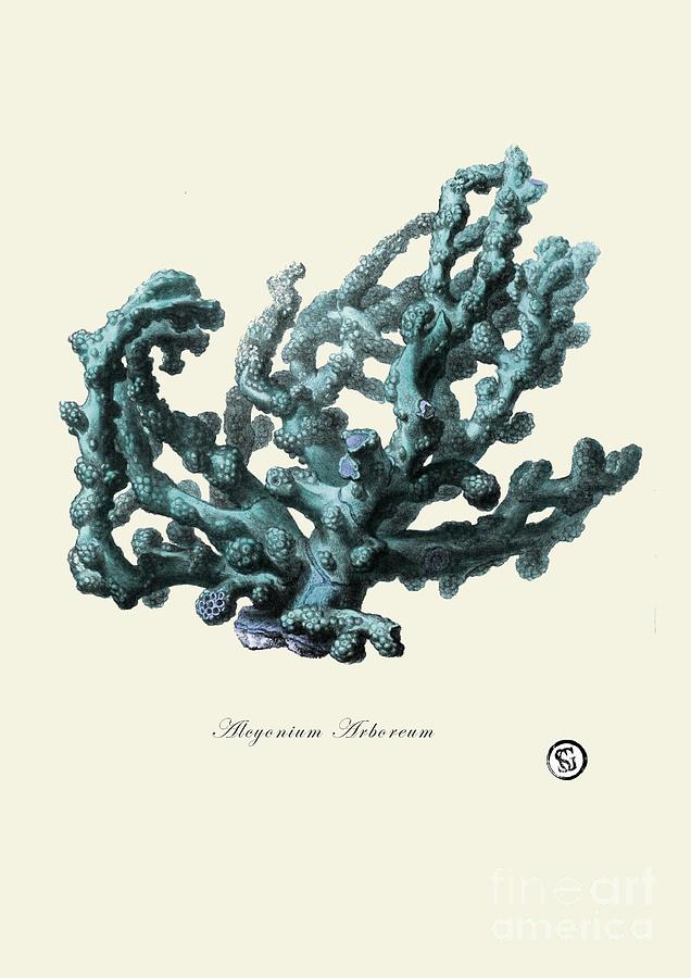 636x900 Sea Coral Drawing - Coral Drawing
