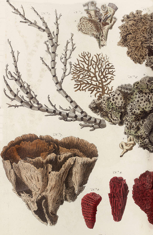 584x900 aquatic animals - Coral Drawing