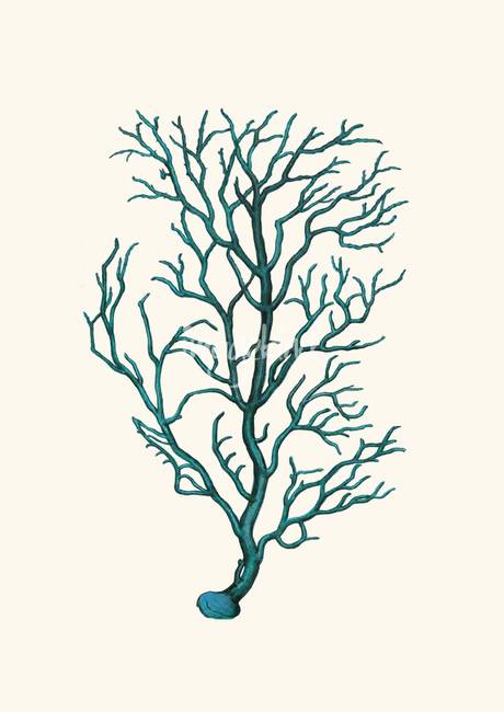 460x650 Vintage Sea Coral Wall Decor Print Antique - Coral Drawing