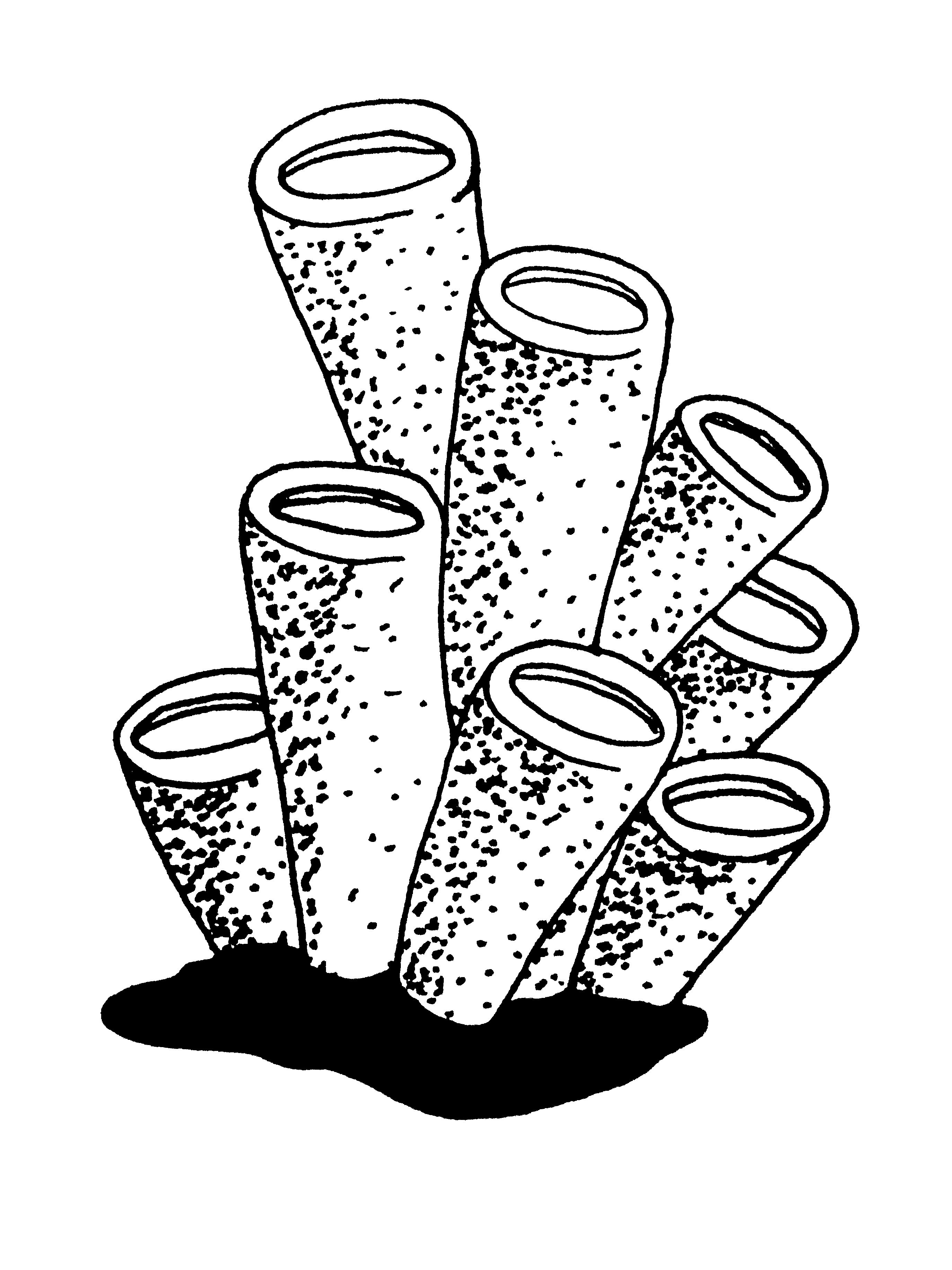 2748x3664 coral drawing sea coral drawings new project under the sea - Coral Drawing