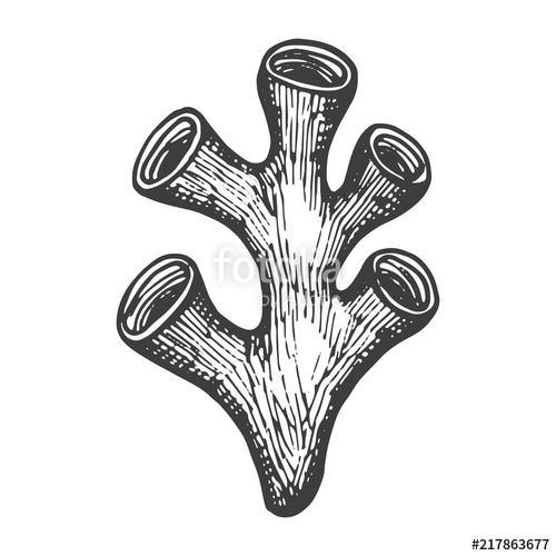 500x500 Coral Large Drawing Marine Animal Isolated Object Stock Image - Coral Drawing