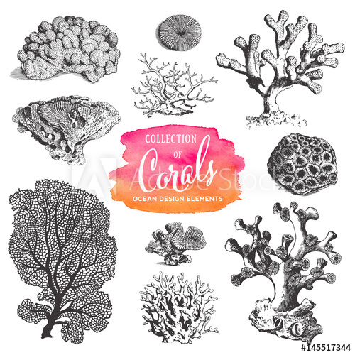 500x500 Summer, Beach And Ocean Vector Design Elements Collection Of Sea - Coral Drawing