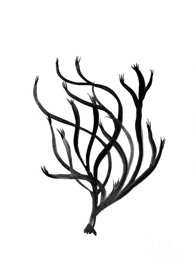 654x900 Coral Drawing - Coral Drawing