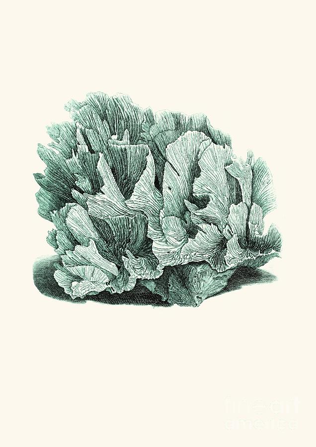 636x900 Coral Blue Drawing - Coral Drawing