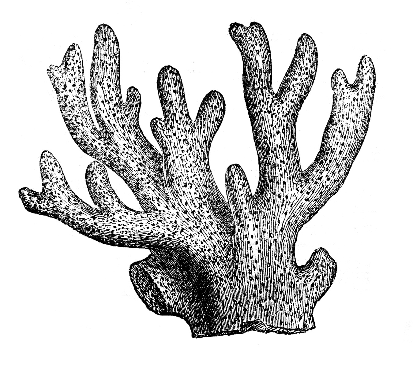 Coral Line Drawing at Explore collection of Coral