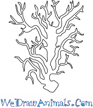 300x350 How To Draw A Black Coral - Coral Line Drawing