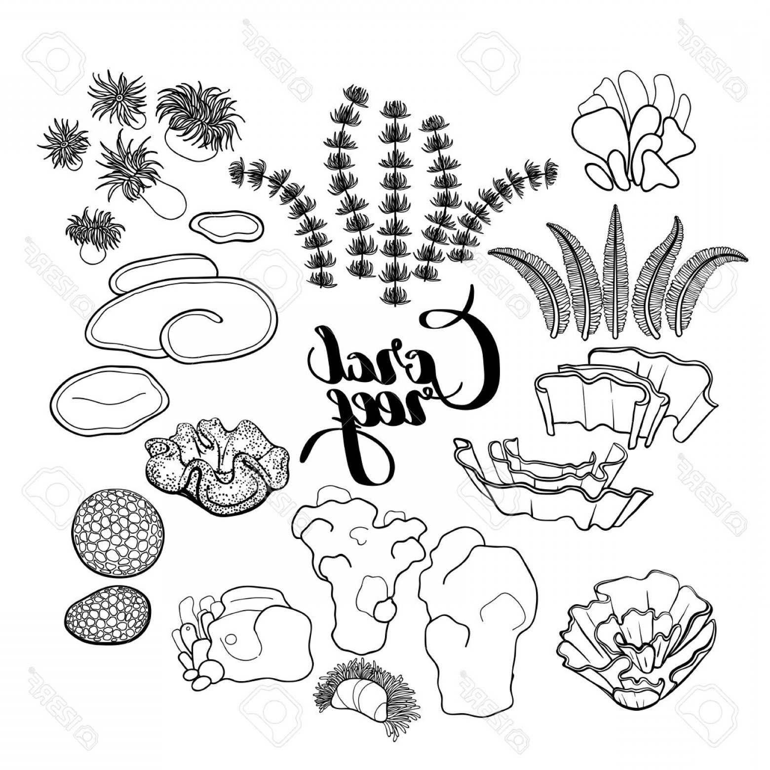 1560x1560 Photostock Vector Collection Of Ocean Plants And Coral Reef - Coral Line Drawing