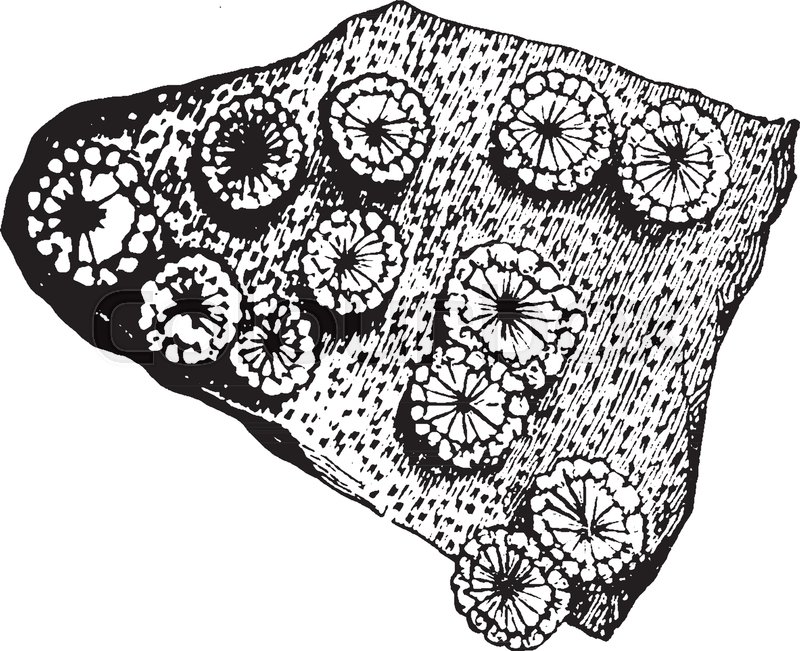 800x651 stone coral belonging to the echinoporidae family, vintage line - Coral Line Drawing