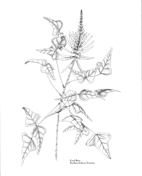 484x600 sue sill - Coral Line Drawing