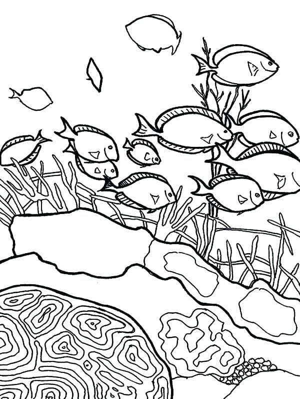 600x796 coral reef coloring pages printable free lesson plan grade - Coral Reef Drawing