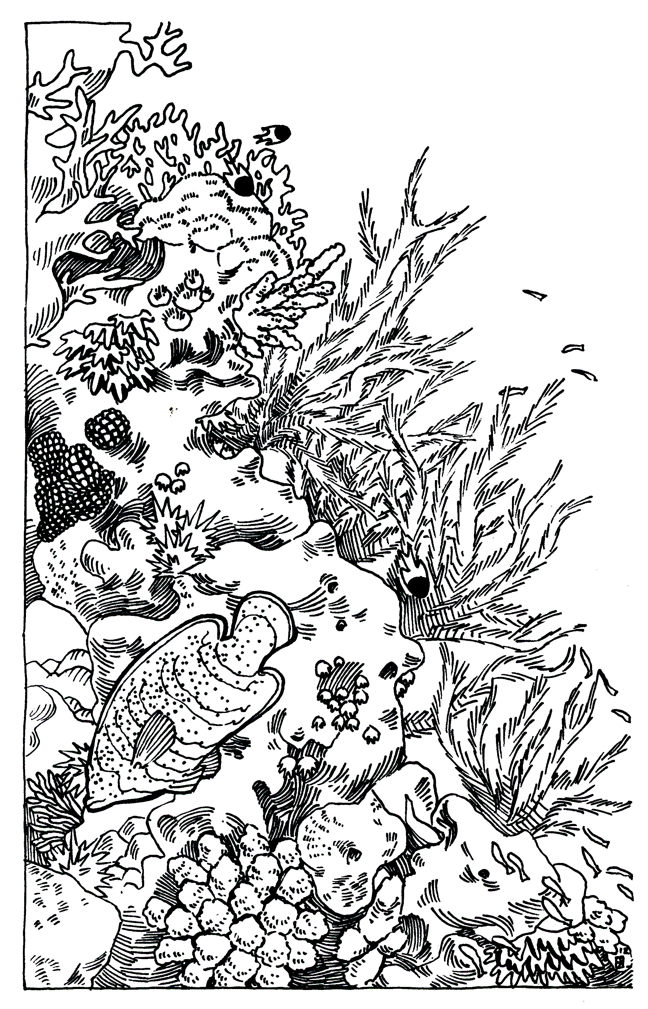 Coral Reef Drawing at PaintingValley.com | Explore collection of Coral ...