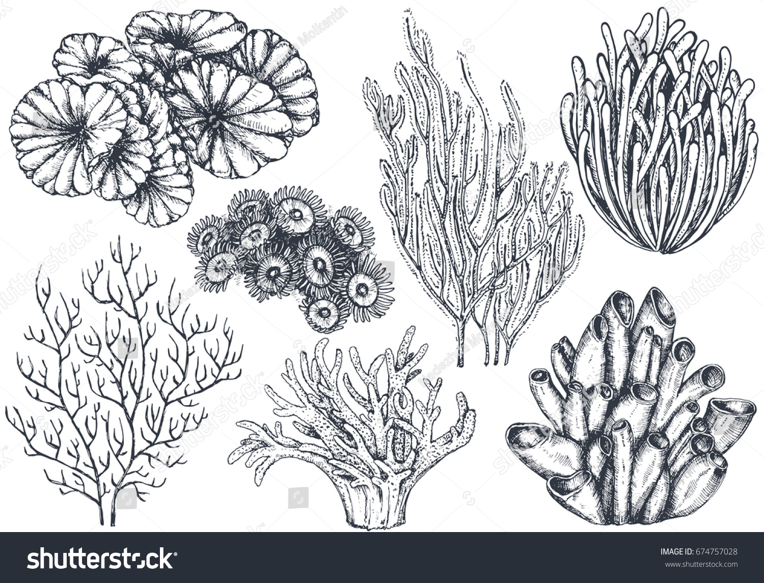1500x1144 coral reef sketch drawing and vector collection of hand drawn reef - Coral Reef Drawing