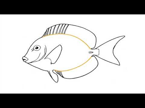 480x360 Video Portrait Of Coral Reef Fish Family Acanthuridae - Coral Reef Drawing