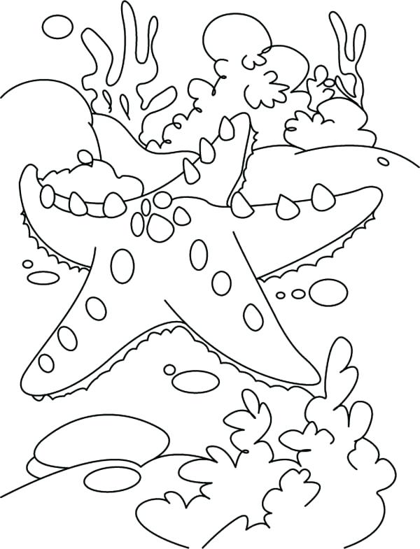600x785 Pictures Of Color Coral Reef Drawing With At Free For Personal - Coral Reef Drawing With Color
