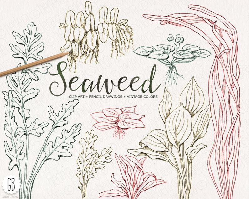 794x635 Seaweeds Seagrasses Handdrawn Vintage Colors Pencil Etsy - Coral Reef Drawing With Color