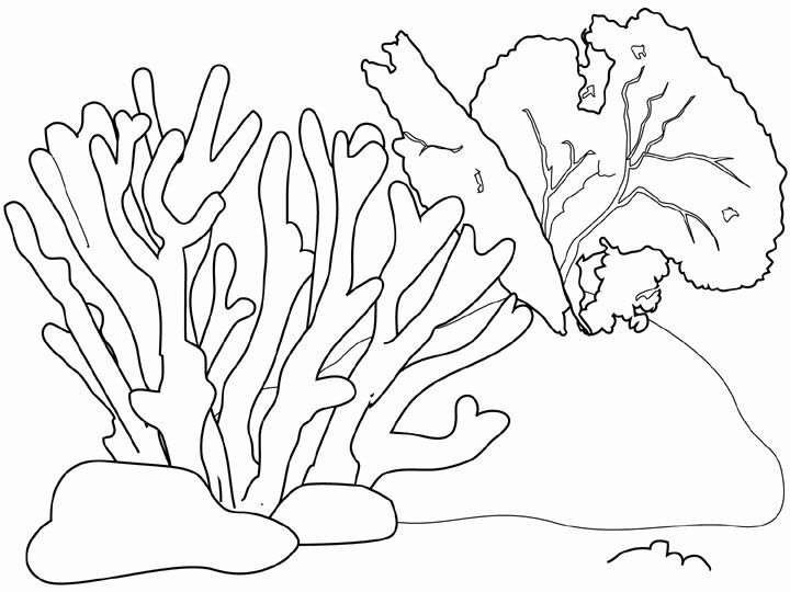 Coral Reef Drawing With Color At Paintingvalley Com Explore