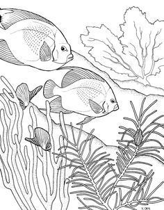 Coral Reef Fish Drawing
