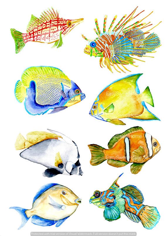 570x804 coral reef fish decals, bathroom bathroom decals, fish wall - Coral Reef Fish Drawing