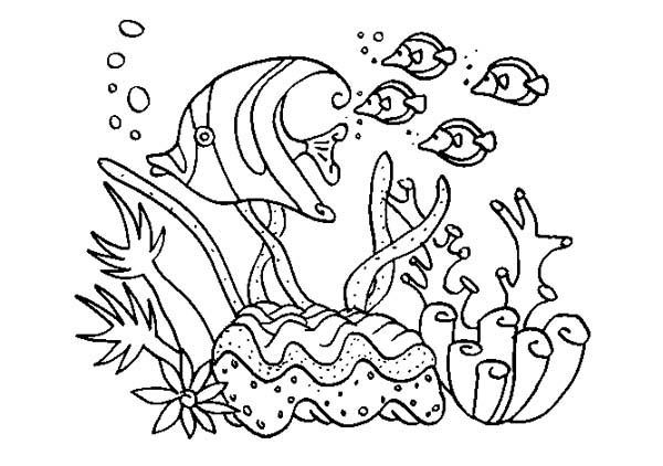 600x422 Coral Reef Fish Drawings - Coral Reef Fish Drawing
