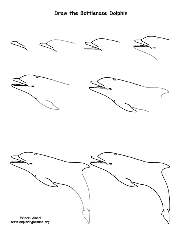 612x792 Drawn Coral Reef Fish Drawing - Coral Reef Fish Drawing