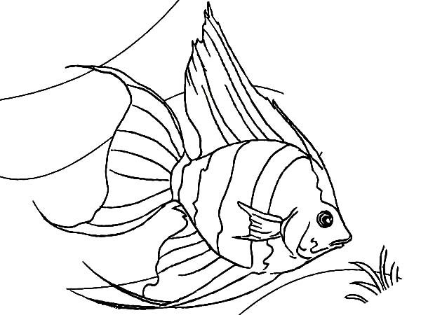 600x450 Free Great Coral Reef Coloring Pages Templates - Coral Reef Fish Drawing