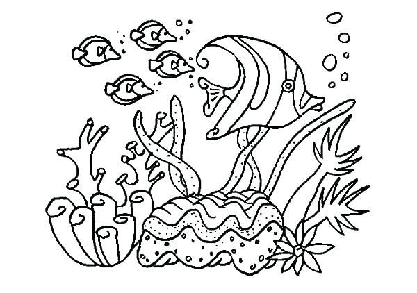 600x422 great barrier reef fish coloring - Coral Reef Fish Drawing