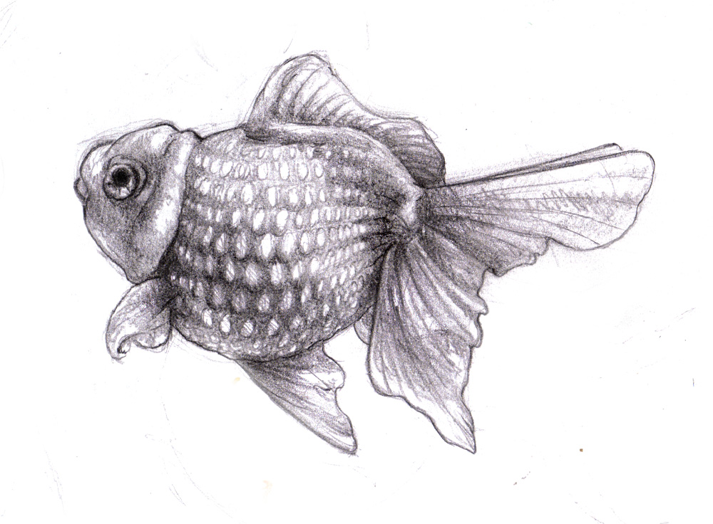 1000x736 Magellin Blog Coral Reef And Fish Drawing - Coral Reef Fish Drawing