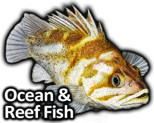 300x240 Open Ocean And Coral Reef Fish Full Color Line Art - Coral Reef Fish Drawing