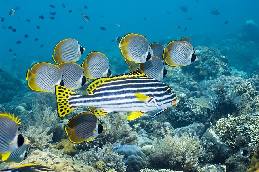 900x597 Tropical Reef Fish Photograph - Coral Reef Fish Drawing