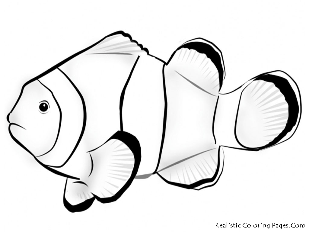 1024x768 Clownfish Coral Reef Fish - Coral Reef Fish Drawing