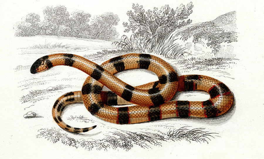 900x542 Coral Snake Photograph - Coral Snake Drawing