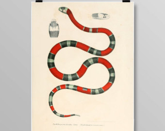 340x270 Coral Snake Print Etsy - Coral Snake Drawing