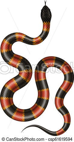 246x470 Coral Snake Vector Illustration Isolated Tropical Snake On White - Coral Snake Drawing