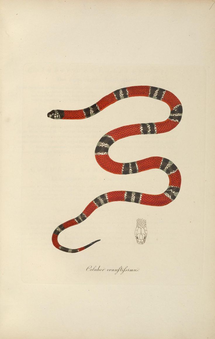 736x1161 False Coral Snake Abbildungen Zur Naturgeschichte Brasiliens - Coral Snake Drawing