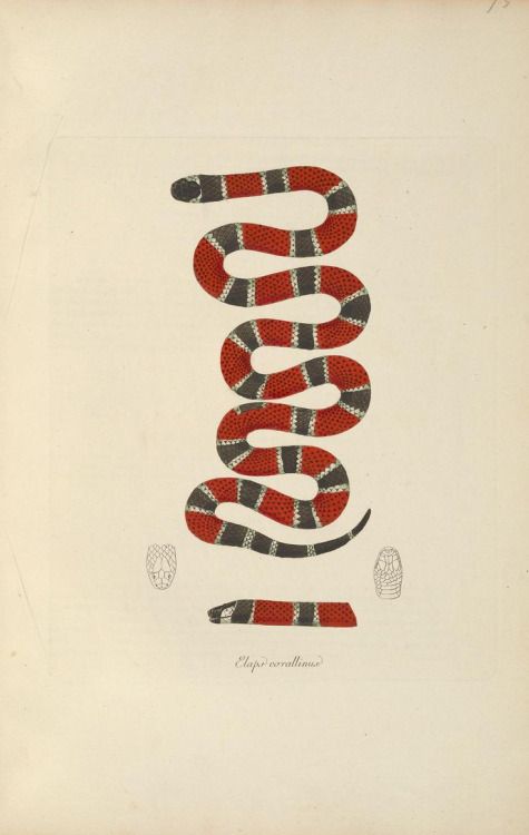 475x750 Painted Coral Snake A R T D E S I G N - Coral Snake Drawing
