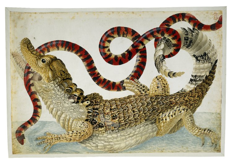 750x530 British Museum - Coral Snake Drawing