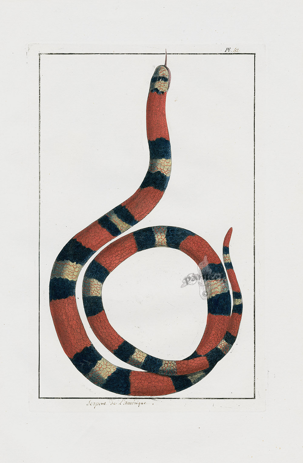 Coral Snake Drawing at PaintingValley.com | Explore collection of Coral ...