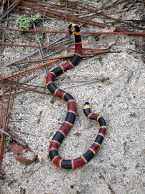 300x400 Species Profile Eastern Coral Snake - Coral Snake Drawing