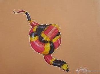 350x261 Artfido Buy Art Online Coral Snake Colored Pencil Drawing - Coral Snake Drawing