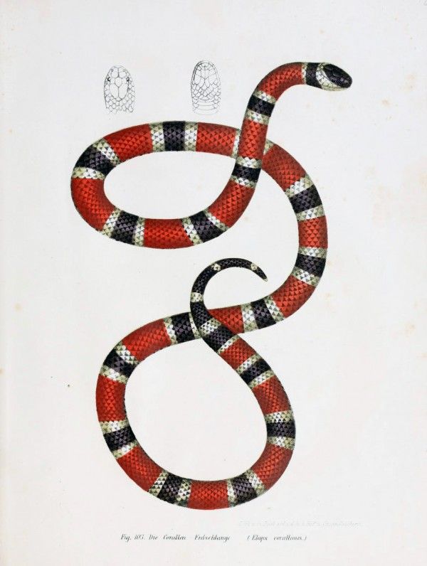 600x796 Coral Snake, Scientific Illustration, Design Squish Blog - Coral Snake Drawing