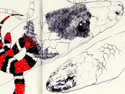 400x300 Eastern Coral Snake - Coral Snake Drawing