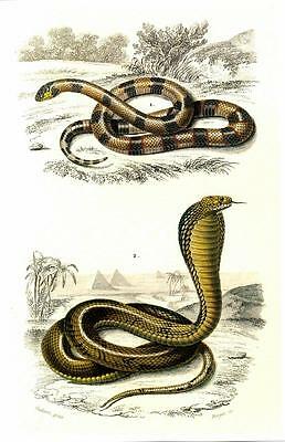 258x400 Coral Snake, Cobra - Coral Snake Drawing