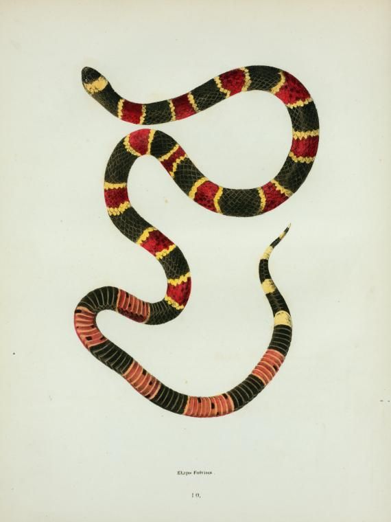 Coral Snake Drawing at PaintingValley.com | Explore collection of Coral ...