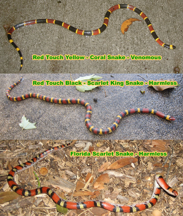 600x708 Coral Snake Look Alikes - Coral Snake Drawing