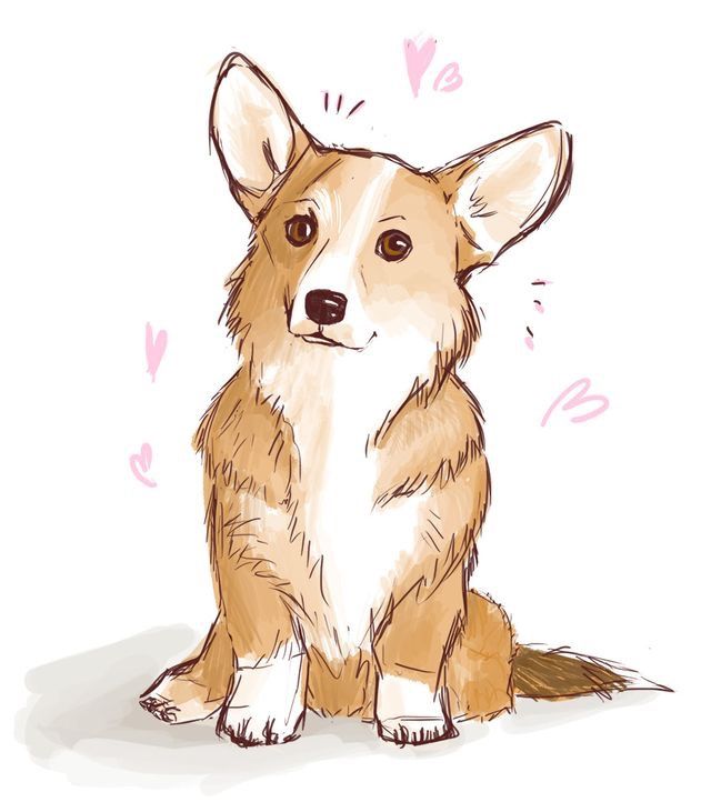 Corgi Drawing at PaintingValley.com | Explore collection of Corgi Drawing