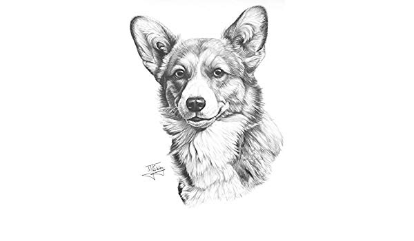 600x350 gdf galleries pembrokeshire corgi drawing giclee print - Corgi Drawing
