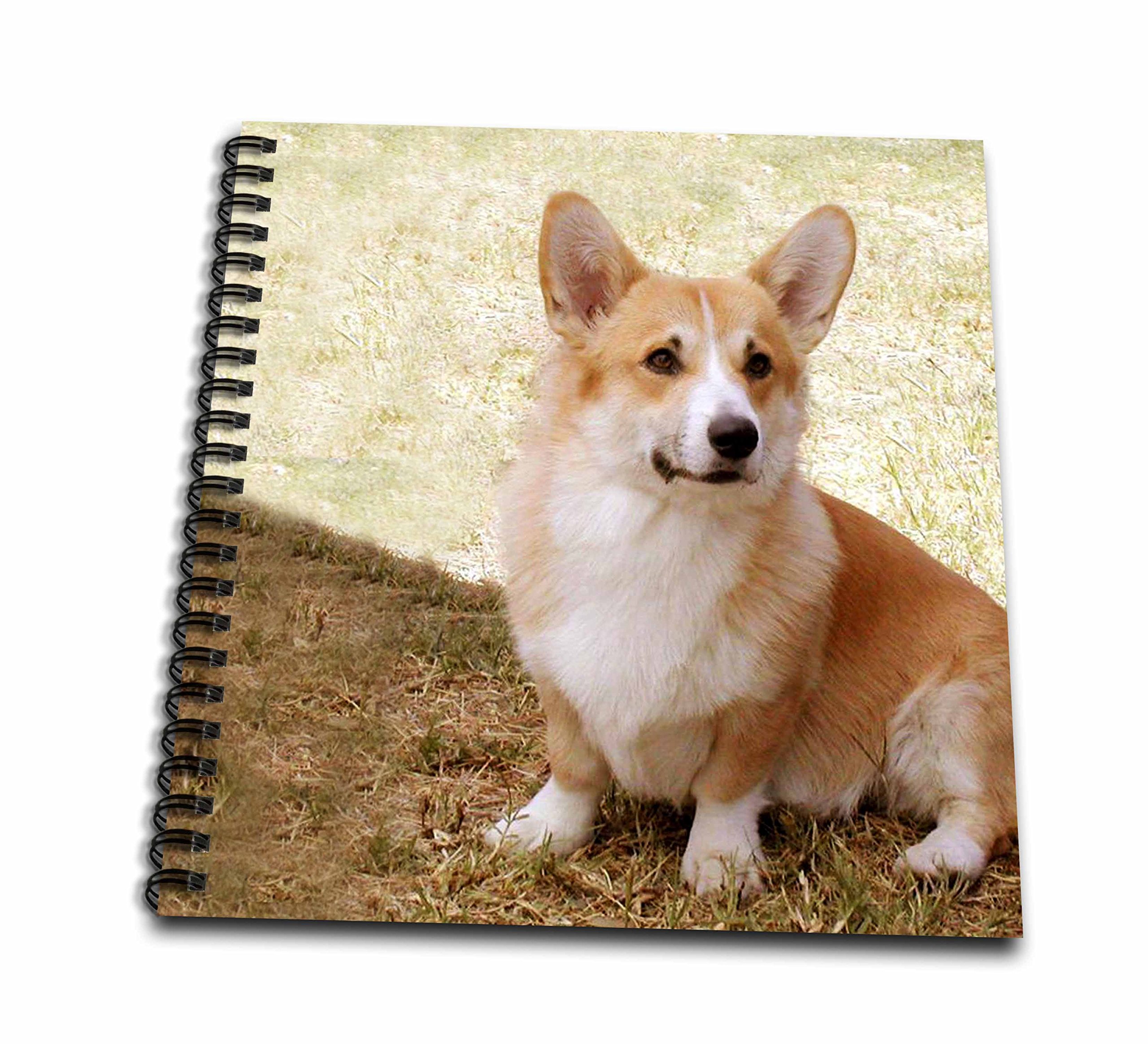 2560x2327 Galleon - Corgi Drawing